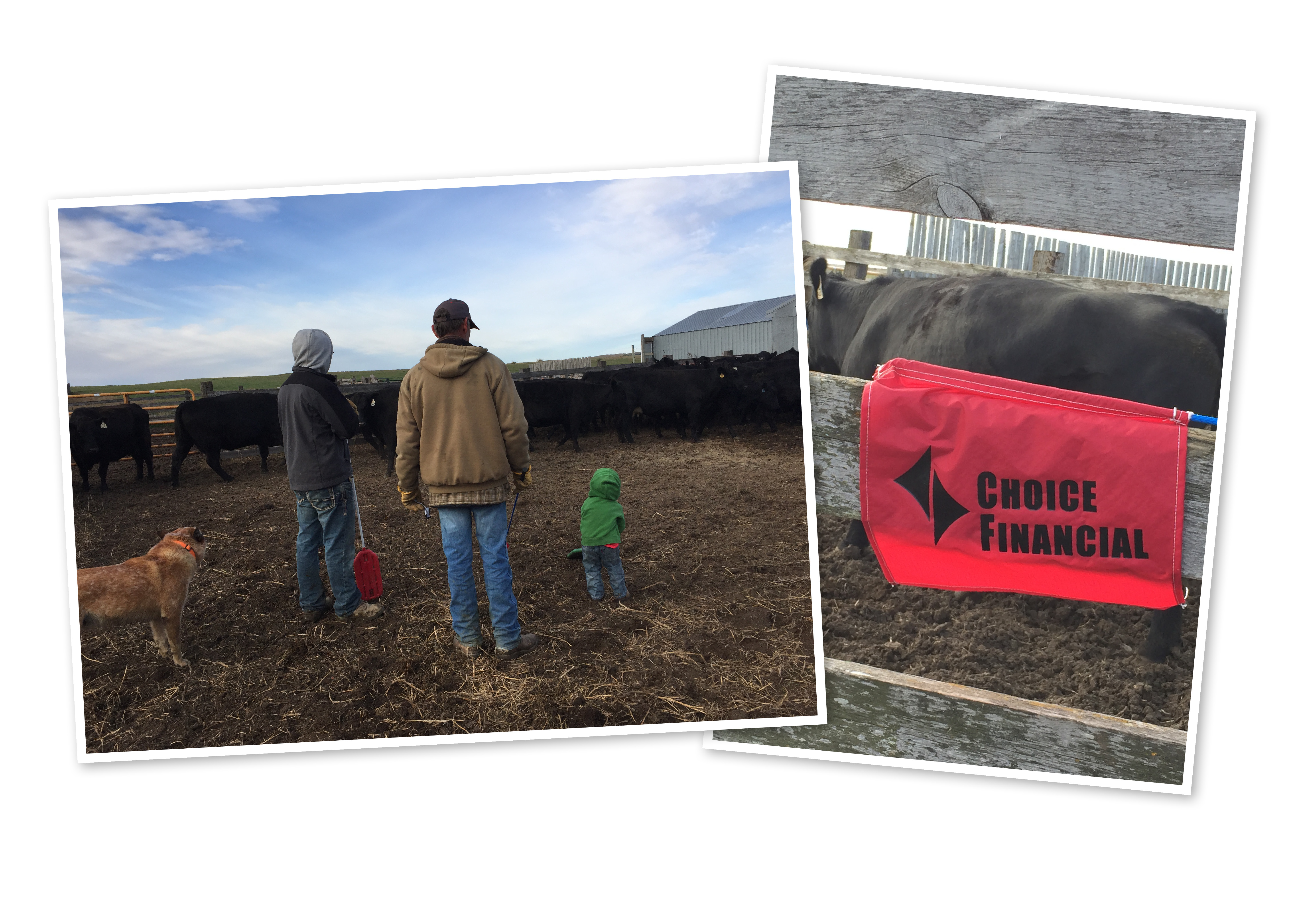 Haley's fiance Cole, her father Mark and her son Stetson look over the cattle